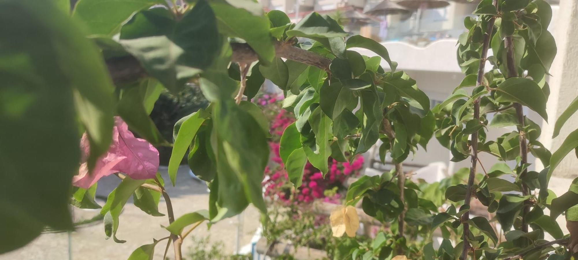 סרנדה Sea Breeze Apartment Bougainville Bay מראה חיצוני תמונה